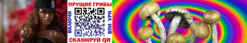 Псилоцибиновые грибы Cubensis  купить наркоту  Нарткала 